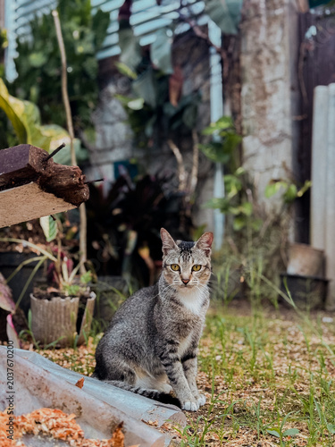 Gray tabby cat sitting outdoors in a rustic garden with soft natural daylight looking forward