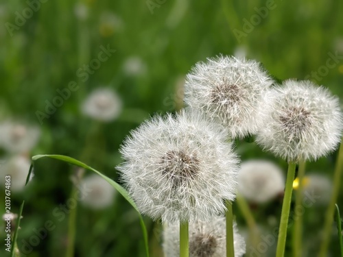 White dandelion swaying in the wind on a green background