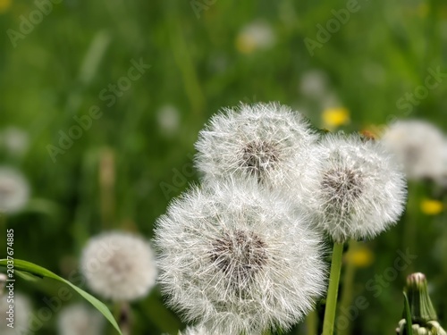 White dandelion swaying in the wind on a green background