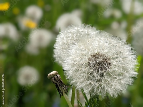 White dandelion swaying in the wind on a green background