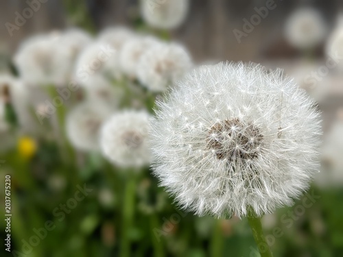 White dandelion swaying in the wind on a green background