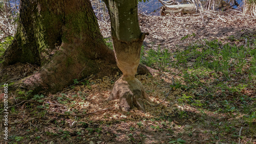 Foto Beaver gnawed tree trunk with wood chips in forest