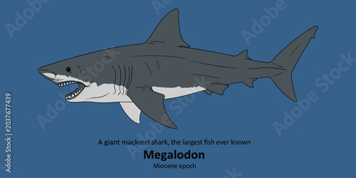 Megalodon, giant mackerel shark, largest fish ever from Miocene epoch.