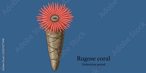 Rugose coral, solitary extinct marine invertebrate from Ordovician period.