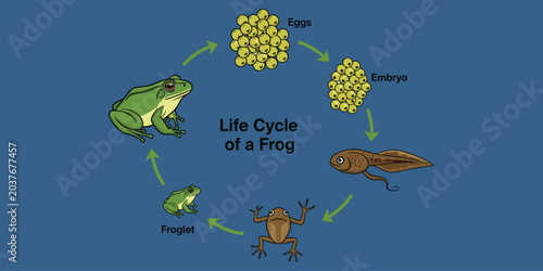 Frog life cycle, illustration showing eggs, embryo, tadpole, froglet, adult.