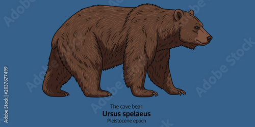 Cave bear Ursus spelaeus extinct mammal from Pleistocene epoch isolated on blue.
