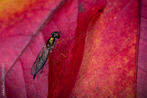 Fotografie Twin-spot Centurion Fly Sargus Bipunctatus