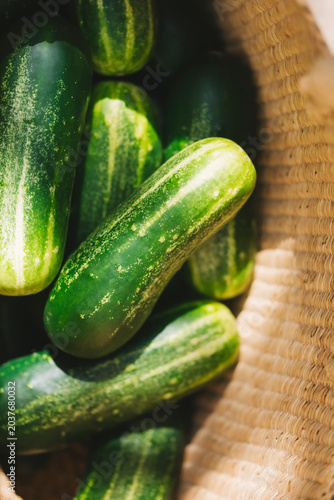 Cucumbers in a harvesting basket