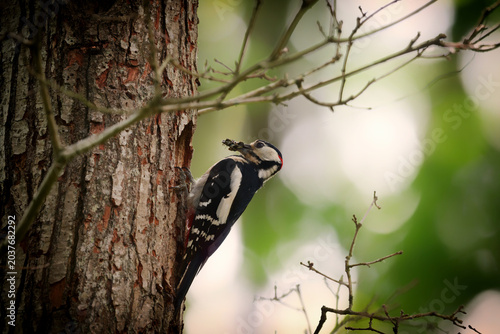 Nest feeding