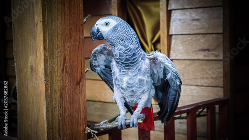 Obraz na płótnie An African grey parrot spreading its wings while perched on a wooden fence