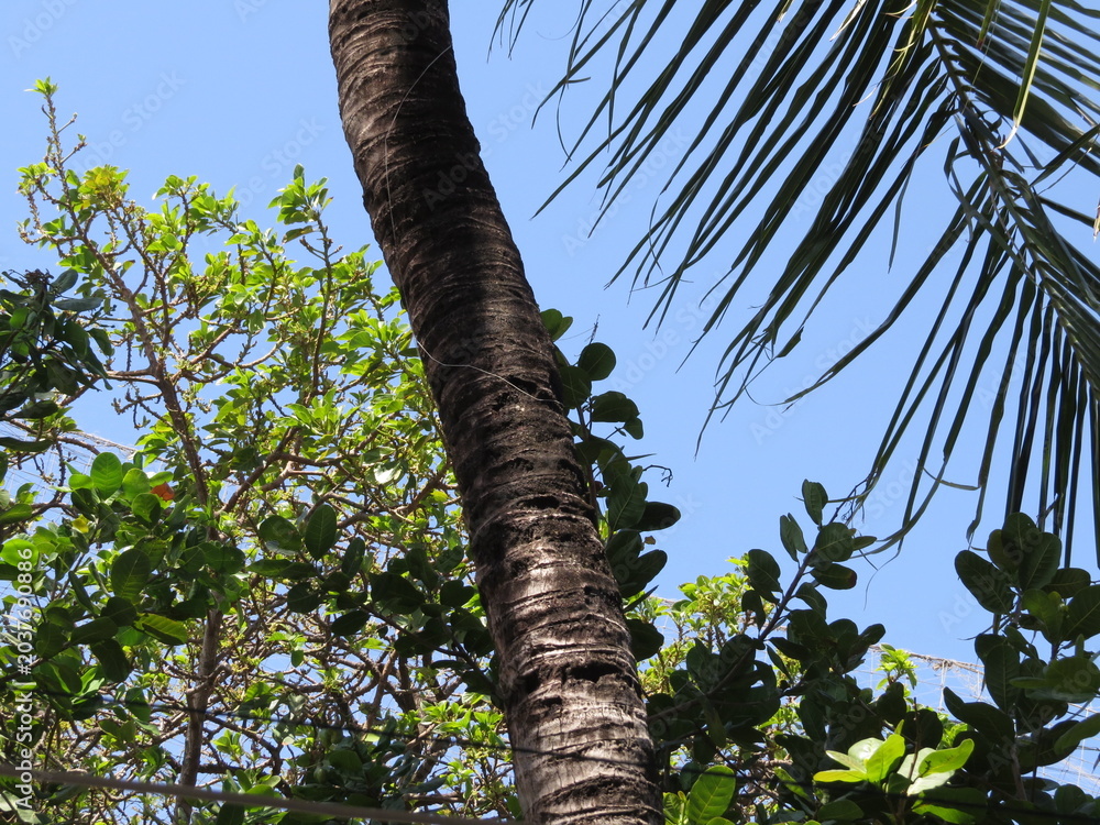 Fototapeta premium Close up of a textured palm tree trunk against a clear blue sky with lush green foliage and palm fronds
