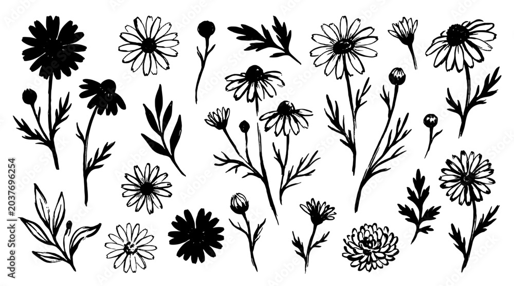 Obraz premium Hand drawn chamomile flower set with black ink botanical sketches