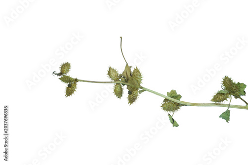 Xanthium weed branch with green prickly pods on png background for school study.