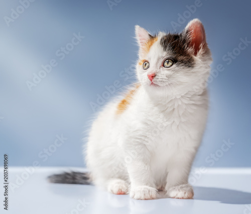 Cute calico kitten sitting on light blue background with copy space, fluffy young cat portrait in soft light.