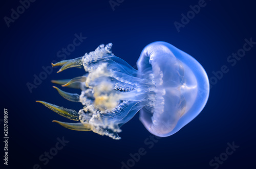Transparent jellyfish floating underwater on dark blue background with copy space, elegant marine life close up.