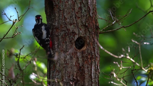 Woodpecker on Tree Trunk in Woodland