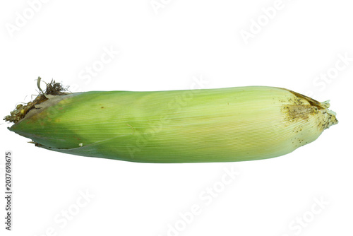 Slika na platnu Natural sweetcorn cob with long green husk and silk shown on png background art