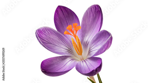 Fotografie Beautiful purple crocus flower blossom spring botany element on transparent back