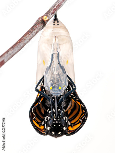 Macro of a Monarch butterfly (danaus plexippus) emerging from its chrysalis. On a white faceground.