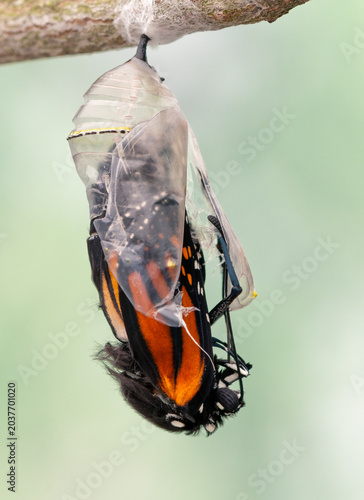 Macro of a Monarch butterfly (danaus plexippus) emerging from its chrysalis. On a soft green background.