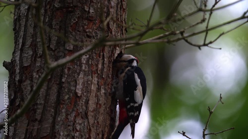 Woodpecker on Tree Trunk in Woodland