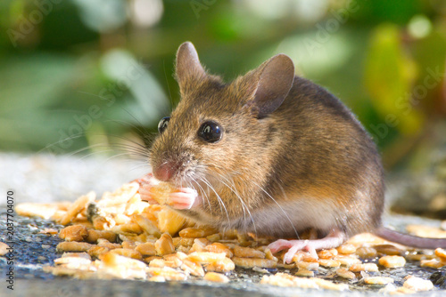 Bild auf Leinwand Isolated close-up of a wild house mouse sitting on my balcony and enjoying the b