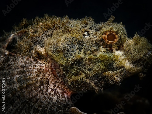 Bild auf Leinwand Scorpionfish Camouflaged on Coral Reef | Underwater Macro Photography