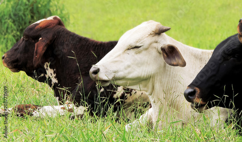 Fotografi Three cows relaxing together in a lush green pasture on a rural farm