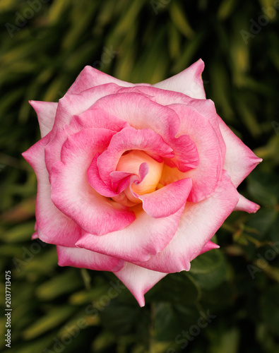 pink rose with water drops