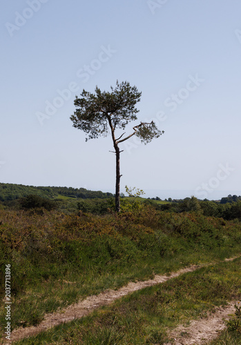 lone tree in the field
