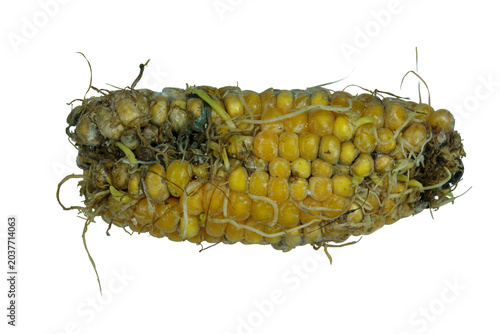 Foto Damaged ear of corn with roots and fungal growth on png background perspective