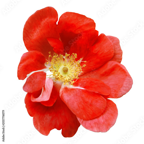 Rosehip.  Flower   on  isolated background with clipping path. Closeup. For design. Transparent background	