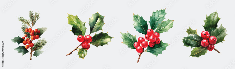 Fototapeta premium Illustration of big Christmas holly berries painting design set, Hand-painted style, vectorized, vector set available in EPS, Simple Hand-painted watercolor style, vector set available in EPS