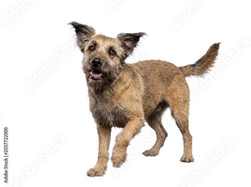 Foto An adorable scruffy mixed breed dog with floppy ears, trotting happily, looking at camera, on transparent background