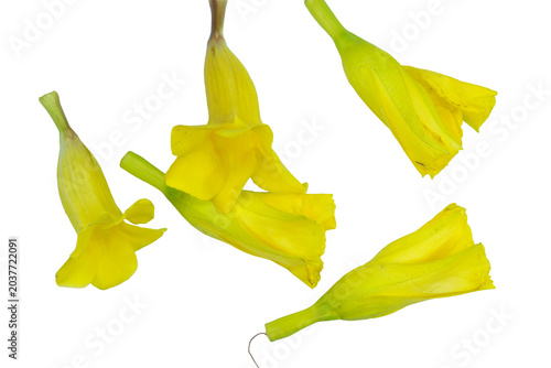 Foto Several scattered vibrant yellow flowers from herbaceous plants presented on png background