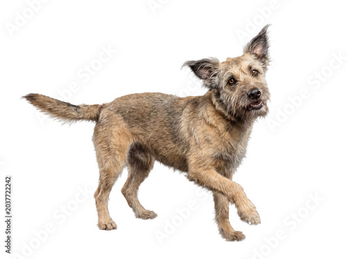Photos An adorable scruffy mixed breed dog with floppy ears, trotting happily, looking at camera, on transparent background