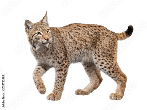 Photos Majestic lynx walking with an alert expression, showcasing its spotted fur, isolated on transparent background