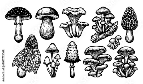 Tableau sur toile Minimal Forest Mushroom Vector Set with Edible and Poisonous Fungi Isolated Coll