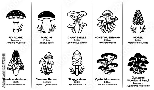 Photos Hand Drawn Forest Mushroom Tattoo Style Vector Set with Wild Edible and Poisonou
