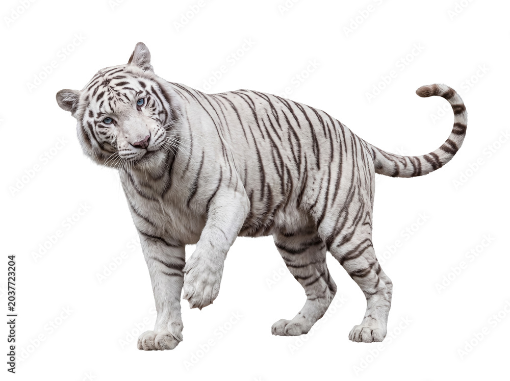 Obraz premium Realistic illustration of a beautiful white tiger with piercing blue eyes, gracefully moving forward with intent.
