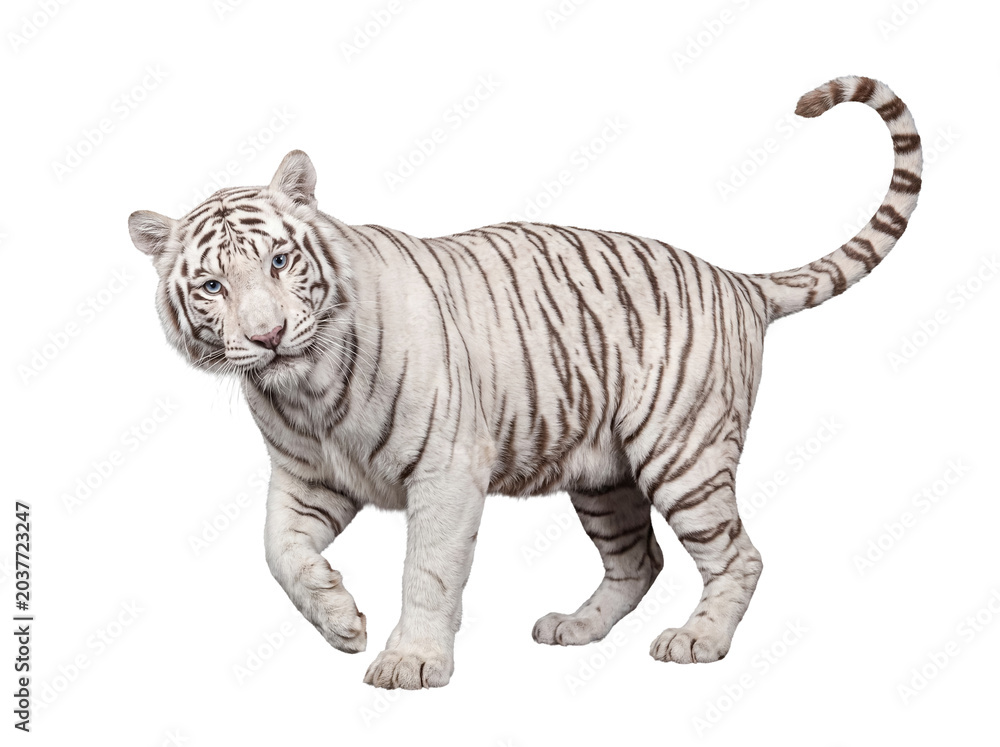 Obraz premium Realistic illustration of a majestic white tiger with striking blue eyes, cautiously approaching and looking forward.