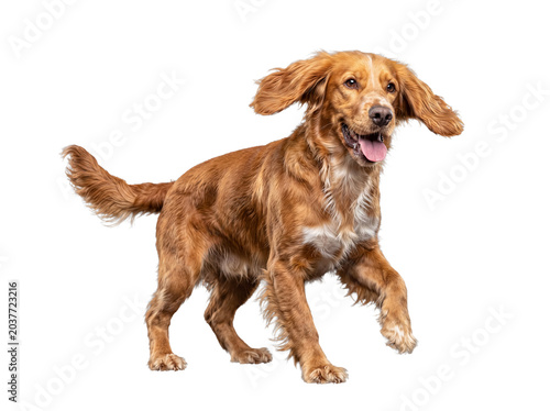Εκτύπωση καμβά Energetic red Cocker Spaniel dog photographed running playfully with an open mouth and tongue out