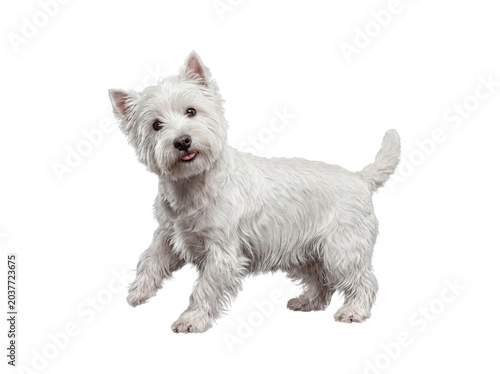 Foto Adorable West Highland White Terrier standing with a playful expression, isolated on a transparent background