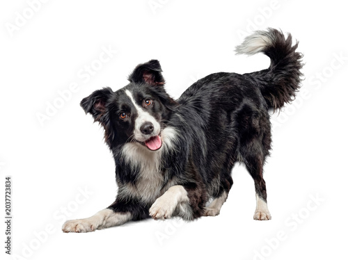 A black and white Border Collie dog in a playful bow pose with a happy expression on transparent background.
