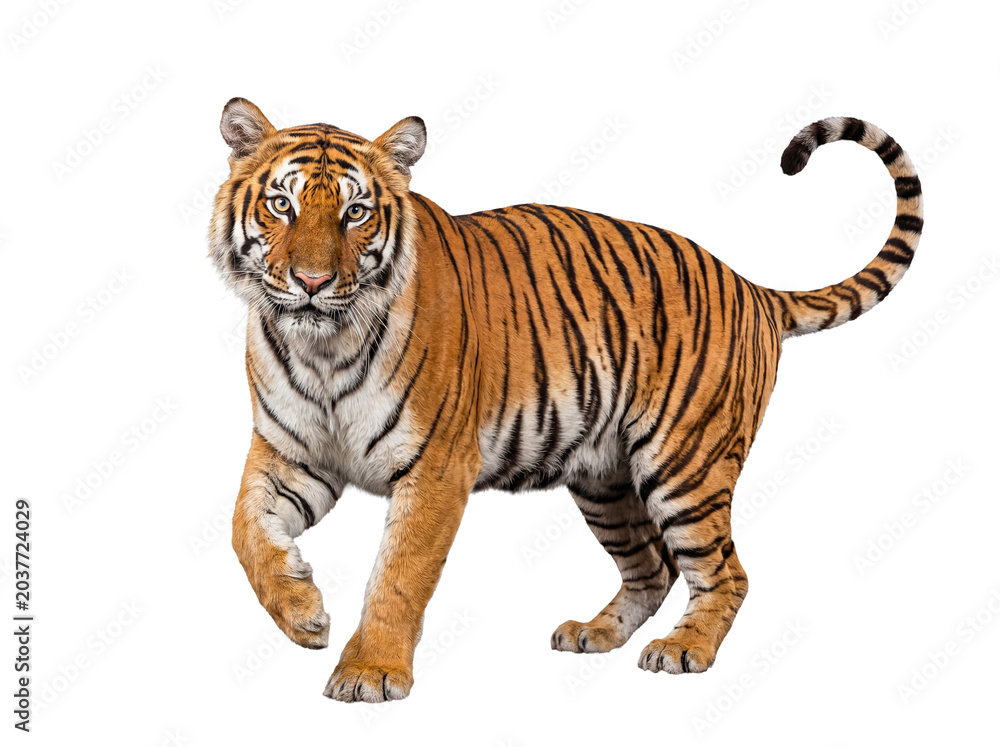 Obraz premium Powerful Siberian tiger, Panthera tigris altaica, in a strong walking stance, looking intensely into the camera.