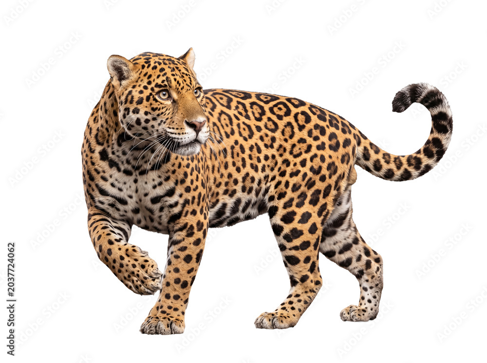Obraz premium Elegant jaguar, a majestic spotted predator, walking gracefully with focused intensity.