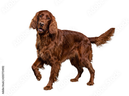 Charming Irish Setter dog with a flowing reddish-brown coat, walking with gentle curiosity and looking ahead.