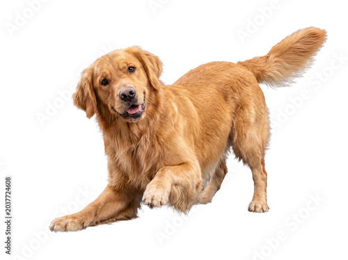 Foto Playful golden retriever dog in a crouching stance with a raised paw, showing excitement and readiness to play