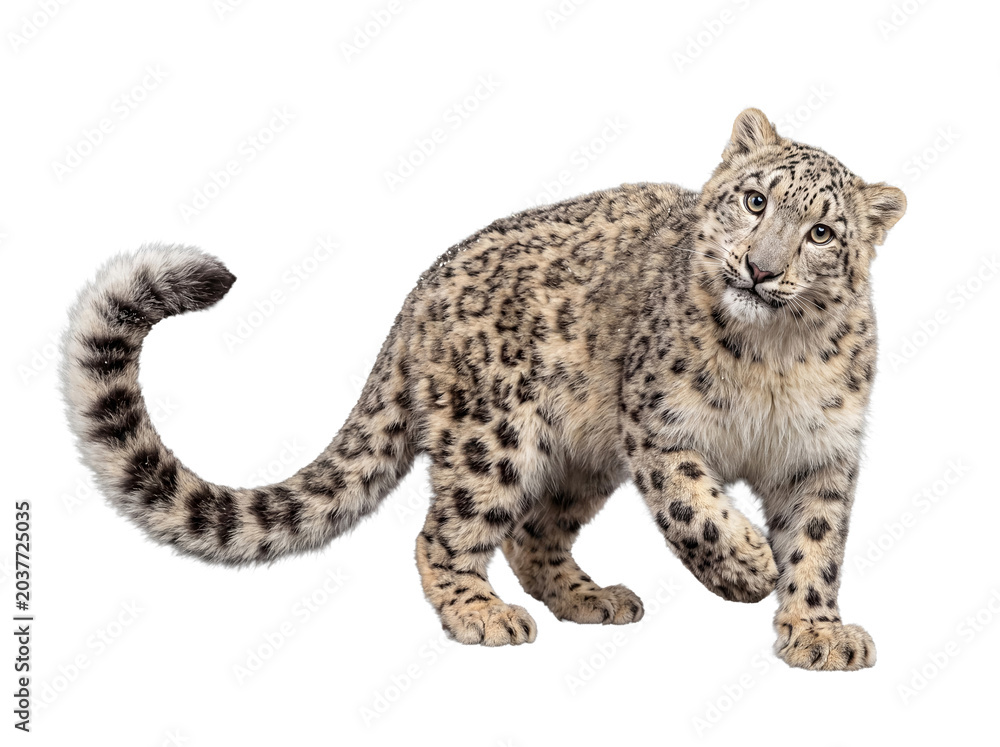Obraz premium Young snow leopard with beautiful spotted fur, looking intently at the camera, isolated on transparent background.