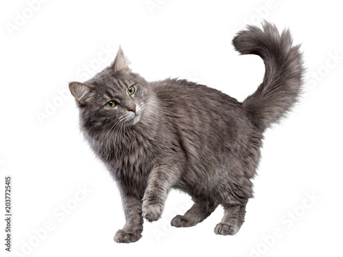 Tableau sur toile Graceful long-haired gray cat with striking green eyes, caught in a curious pose, isolated on transparent background